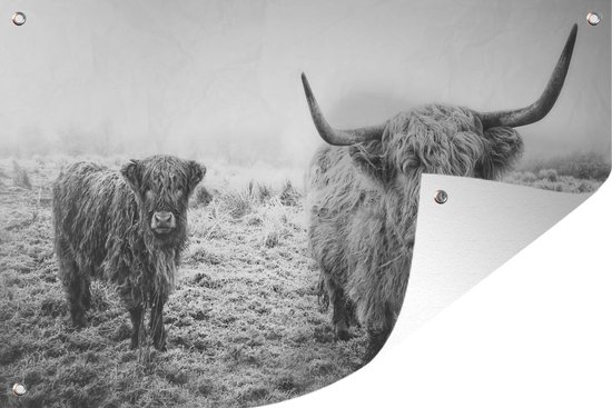 Tuinposter - Tuindoek - Tuinposters buiten - Ondergesneeuwde Schotse hooglanders - zwart wit - 120x80 cm - Tuin