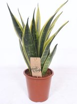 Kamerplant van Botanicly – Vrouwentongen – Hoogte: 50 cm – Sansevieria trif. Gold Flame