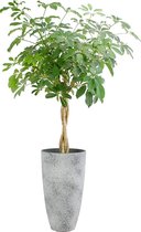 Kamerplant van Botanicly – Vingerboom in grijs plastic pot als set – Hoogte: 100 cm, 4 takken – Schefflera arb. Compacta