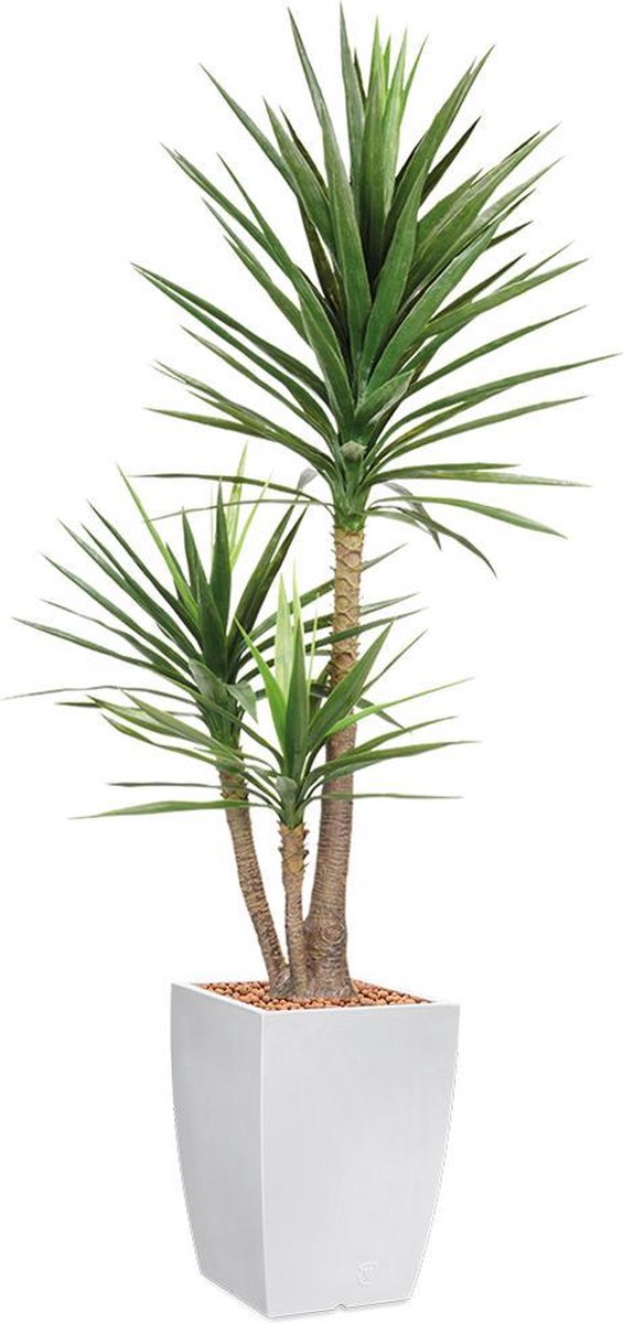 HTT Decorations Kunstplant Yucca in Genesis vierkant H200 cm Groen