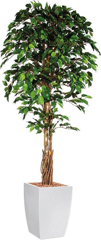 HTT - Kunstplant Ficus in Genesis vierkant wit H210 cm