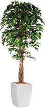 HTT - Kunstplant Ficus in Genesis vierkant wit H210 cm