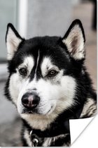 Poster Husky - Kop - Zwart - Wit - 20x30 cm