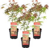 3x Acer palmatum 'Atropurpureum' - Japanse Esdoorn - Heester - Winterhard - ⌀13 cm - 25-35 cm