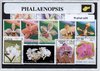 Afbeelding van het spelletje Phalaenopsis – Luxe postzegel pakket (A6 formaat) : collectie van verschillende postzegels van Phalaenopsis – kan als ansichtkaart in een A6 envelop - authentiek cadeau - kado - geschenk - kaart - orchidee - orchideeen -Vlinderorchidee