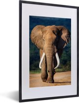 Fotolijst incl. Poster - Olifant - Tanden - Natuur - 40x60 cm - Posterlijst