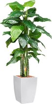 HTT - Kunstplant Philodendron in Genesis vierkant wit H210 cm