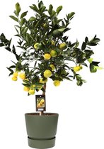 Fruitgewas van Botanicly – Citrus limetta Pursha in groente ELHO plastic pot als set – Hoogte: 85 cm