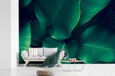 Behang - Fotobehang Planten - Tropisch - Blad - Breedte 420 cm x hoogte 280 cm