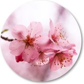 Roze Bloesem - Muurcirkel Forex 40cm - Wandcirkel voor binnen - Minimalist - Natuur - Bloemen