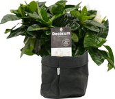 Bloem van Botanicly – Gardenia jasminoides – Hoogte: 35 cm