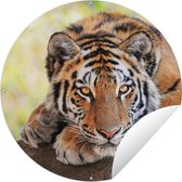 Tuincirkel Jonge tijger ligt op een boomstam - 120x120 cm - Ronde Tuinposter - Buiten XXL / Groot formaat!
