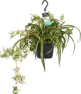 Hangplant graslelie – Super mooie hangplant voor binnen – Klimop met luchtzuiverende werking – Chlorophytum Ø 17 cm – Hoogte 40 cm (waarvan 25 cm plant en 15 cm pot) – Kamerplant