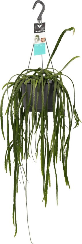 Hangplant – Super mooie hangplant voor binnen – Klimop met luchtzuiverende werking – Lepismium Ø 17 cm – Hoogte 45 cm (waarvan 30 cm plant en 15 cm pot) – Kamerplant
