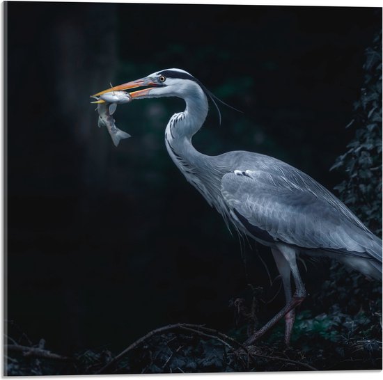 WallClassics - Acrylglas - Blauwe Reiger heeft een Vis Gevangen - 50x50 cm Foto op Acrylglas (Met Ophangsysteem)