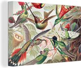 Canvas - Kolibrie - Vogels - Natuur - Kleurrijk - Muurdecoratie - Canvas schilderij - Schilderijen woonkamer - Ernst Haeckel - 90x60 cm
