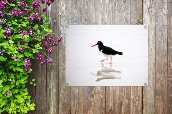 Tuinposter 40x30 cm - Tuindecoratie Scholekster weerspiegelt in het water - Poster voor in de tuin - Buiten decoratie - Schutting tuinschilderij - Tuindoek muurdecoratie - Wanddecoratie balkondoek