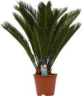 Decorum Cycas Revoluta - Duijn-Hove  - Groene Plant- Hoogte  65 cm