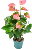 Anthurium 'Aristo' Roze - Flamingoplant - Kamerplant - Onderhoudsvriendelijke plant voor binnen - ⌀12 cm - 30-40 cm