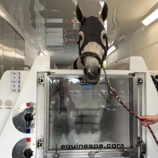 Een lichtgrijs paard in een water-tredmill met een donker oornet.