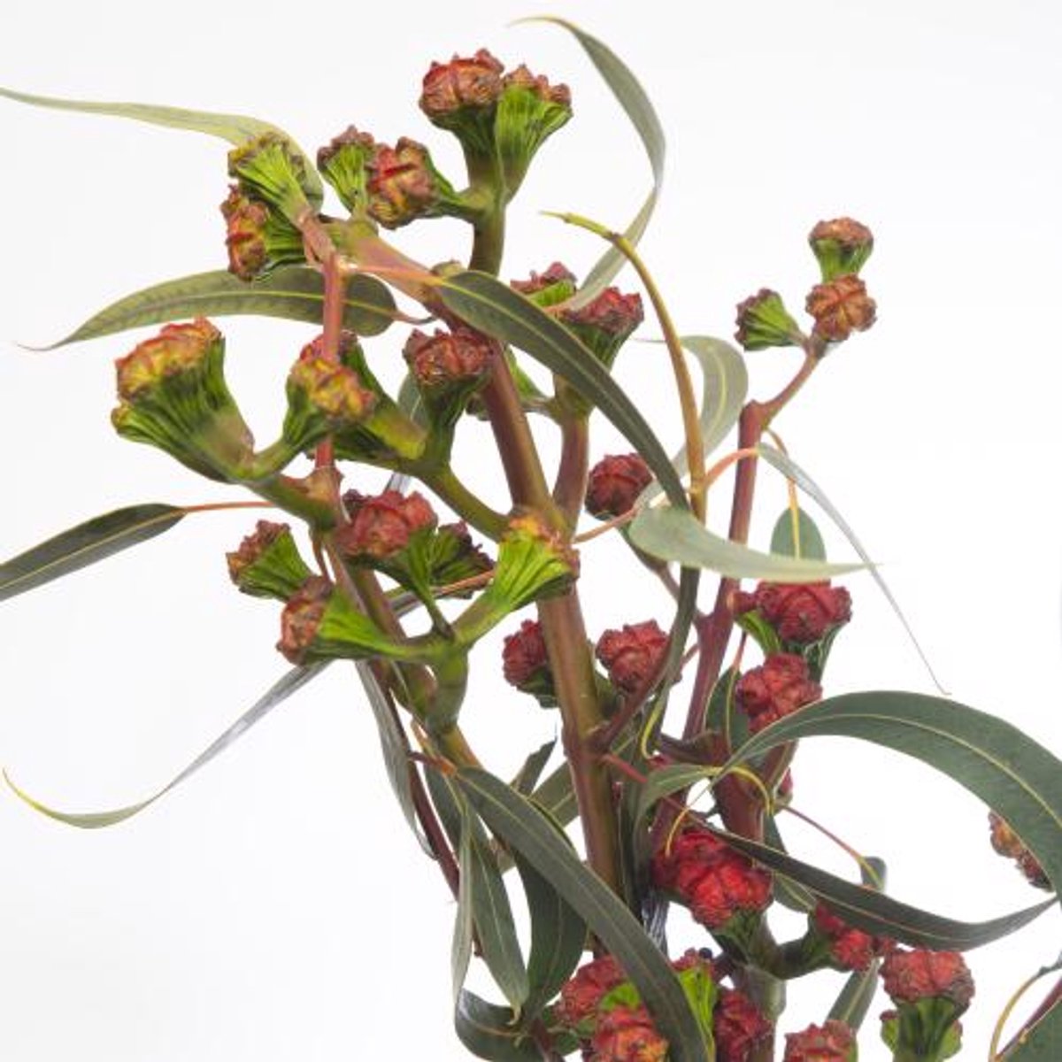 5x Sg eucalyptus cardinale bes 60cm