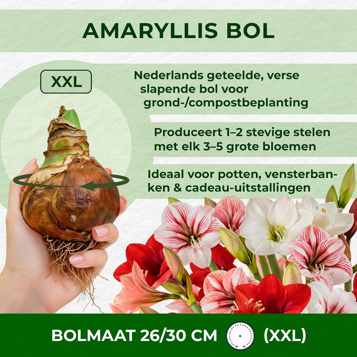Apple Blossom bol, 1 bloembol in groot formaat 26/30, Exclusieve bloembollen, planten en bloemen uit Nederland, Echte Hippeastrum bollen (geen zaden, wax en niet kunstmatig)