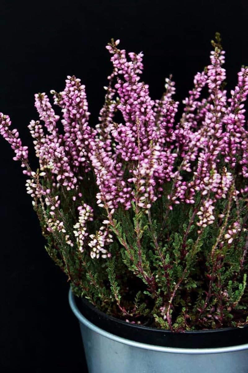 Maceta de lavanda: Cuaderno con líneas