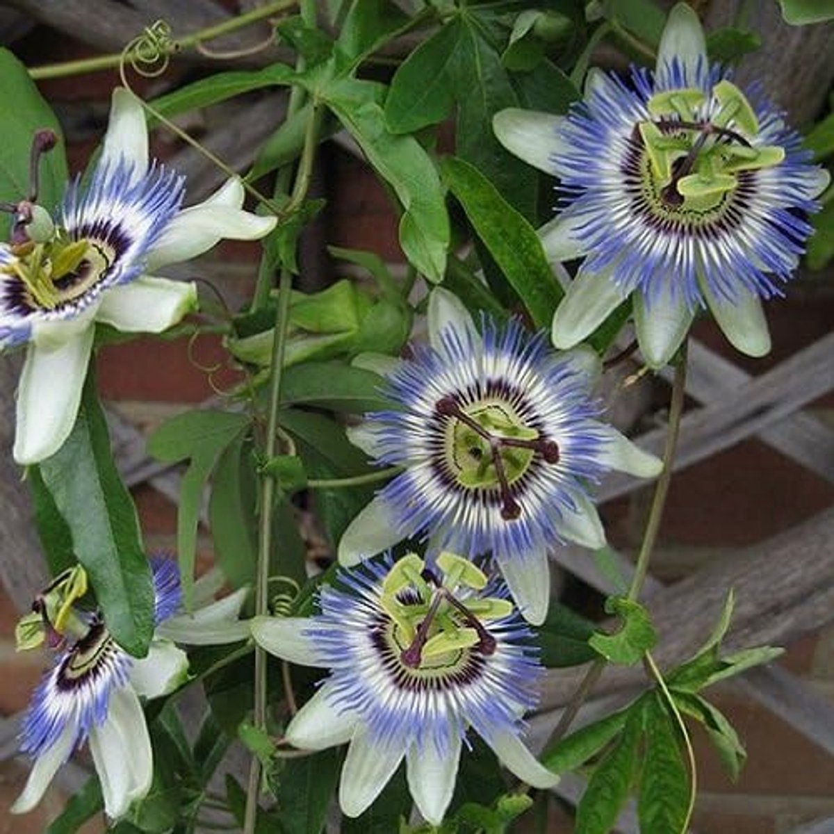 4 x Klimplanten Blauw (Mix) - 4 Klimplanten kopen / 3 betalen - Winterhard | Passiflora, Clematis The president/Clematis Multi Blue/Macropetala | 4 x 1,5 liter pot