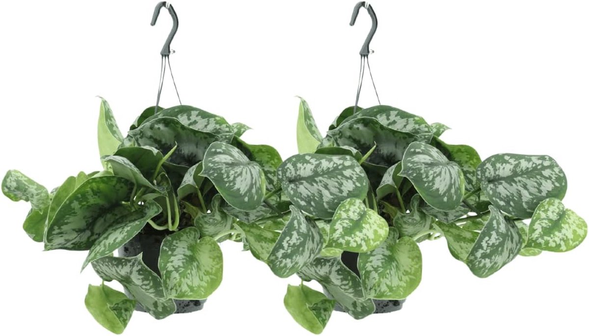 Pictus Trebie - Epipremnum | 2 stuks - 25cm - Ø15cm - Kamerplant - Groenblijvend - Multideal