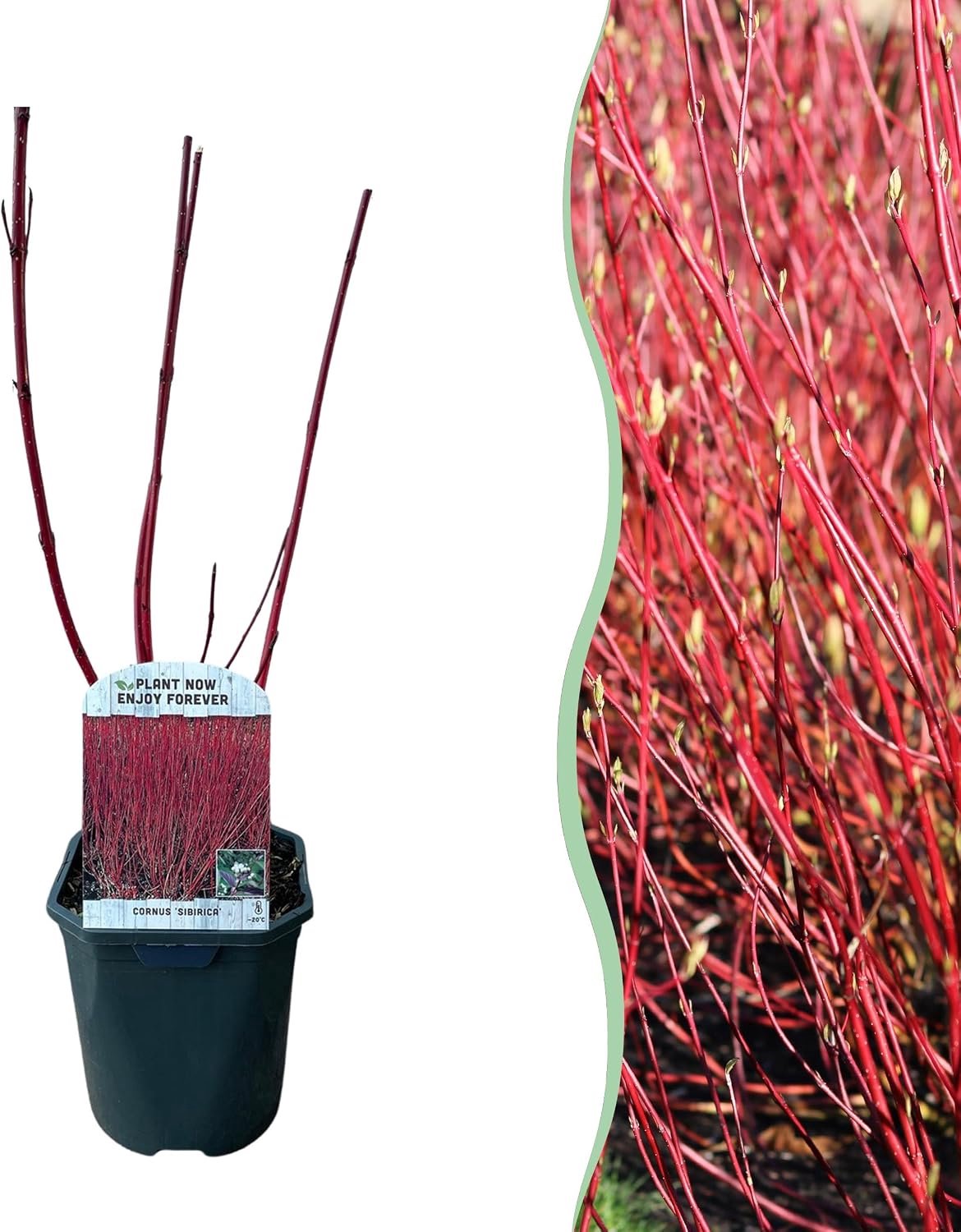Sibirica - Rode Takken - Bladverliezend - Weinig Onderhoud - 40-50cm - Ø18cm - Tuinplant