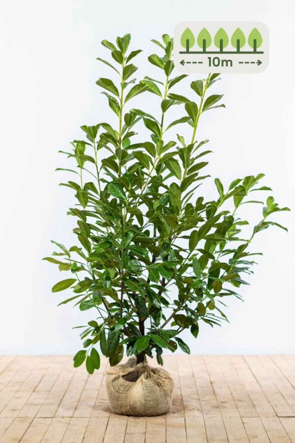 Laurier 'Novita' 125-150 cm voor 10 meter - 20st. Prunus laurocerasus 'Novita'