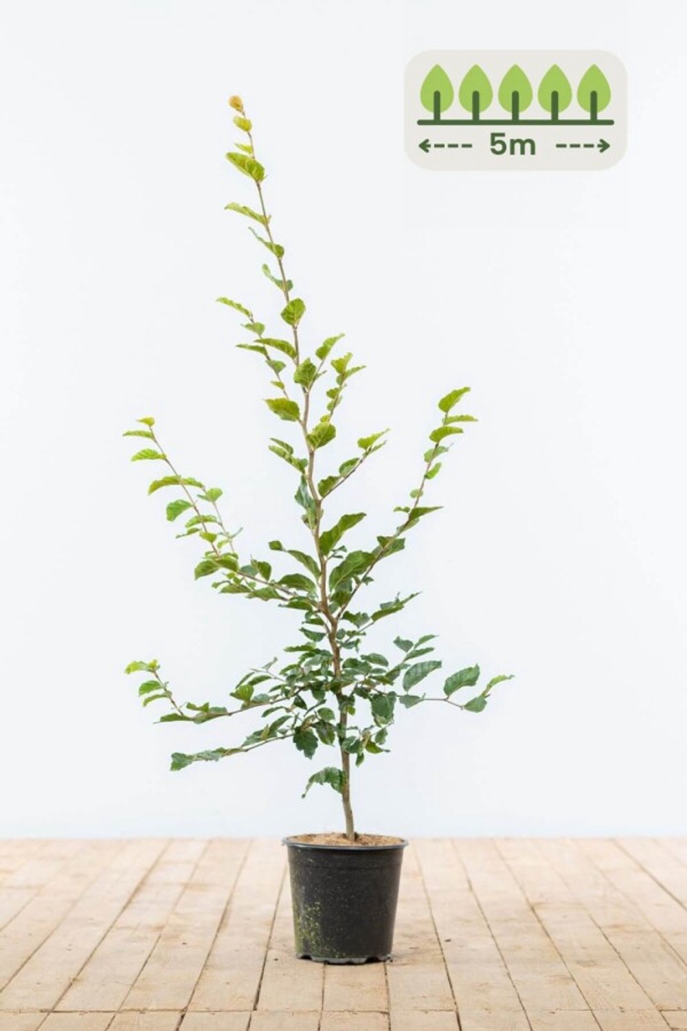 Groene Beuk 80-100 cm voor 5 meter - 25st. Fagus sylvatica