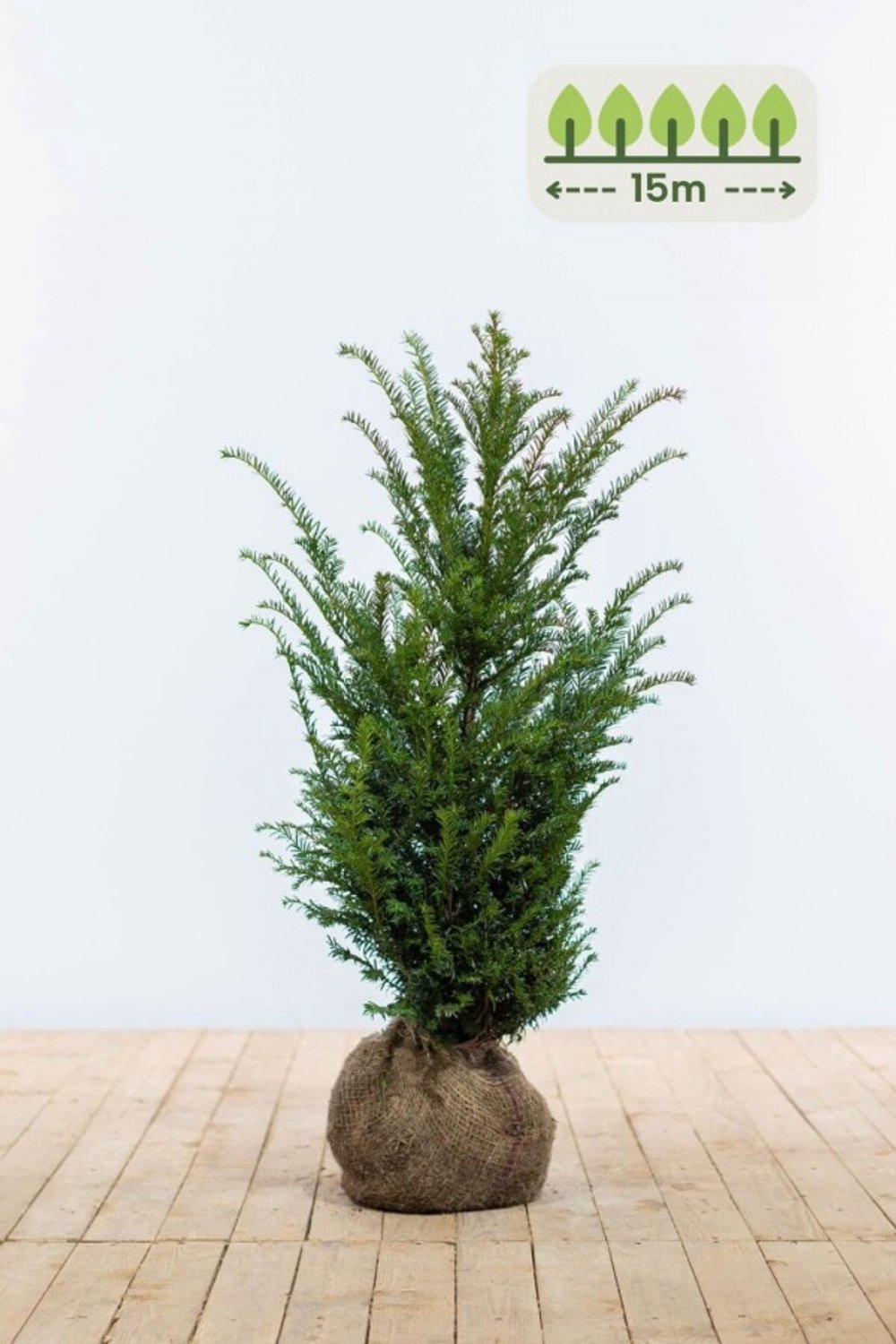 Taxus Baccata 60-80 cm voor 15 meter - 45st. Taxus baccata
