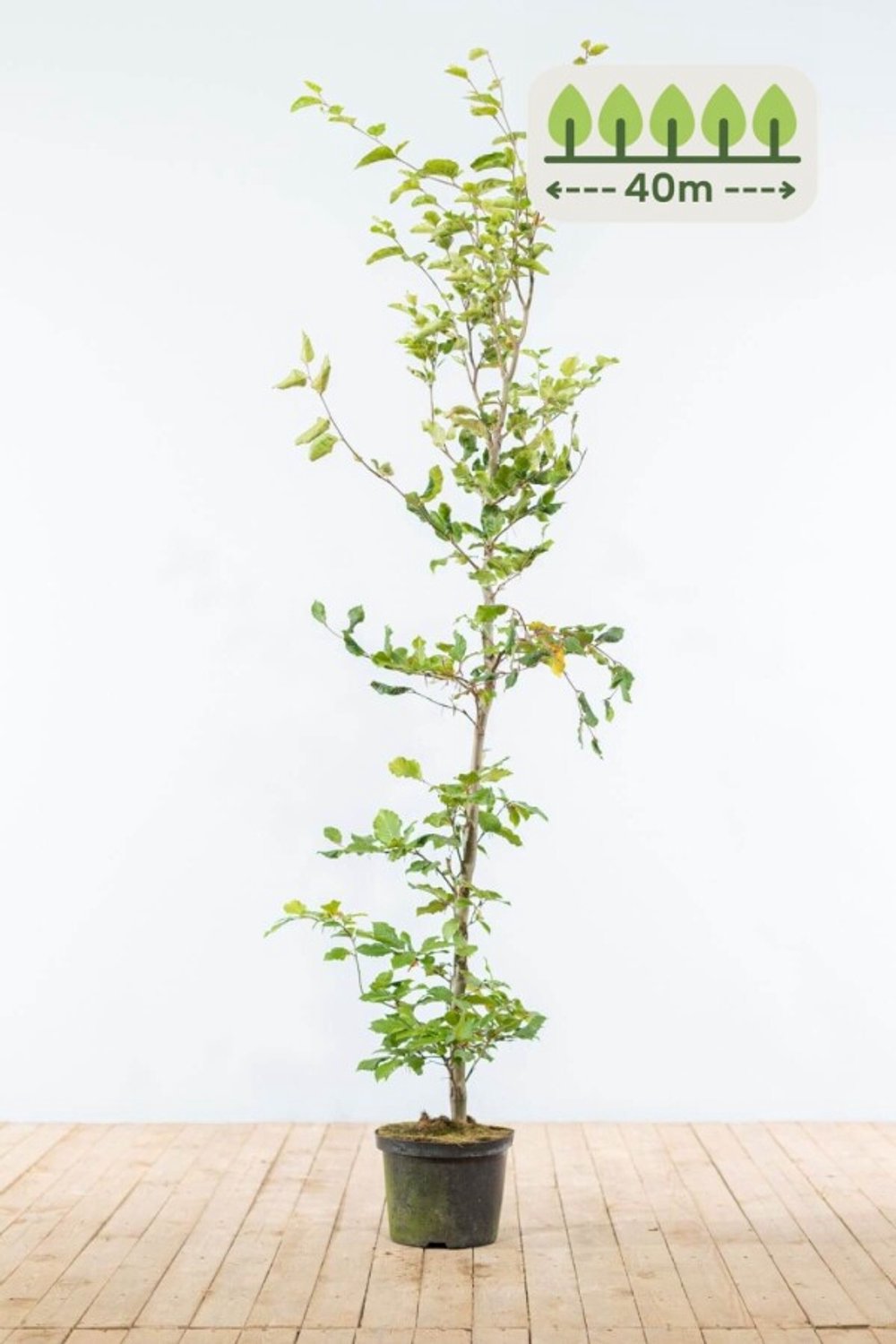 Groene Beuk 150-175 cm voor 40 meter - 120st. Fagus sylvatica