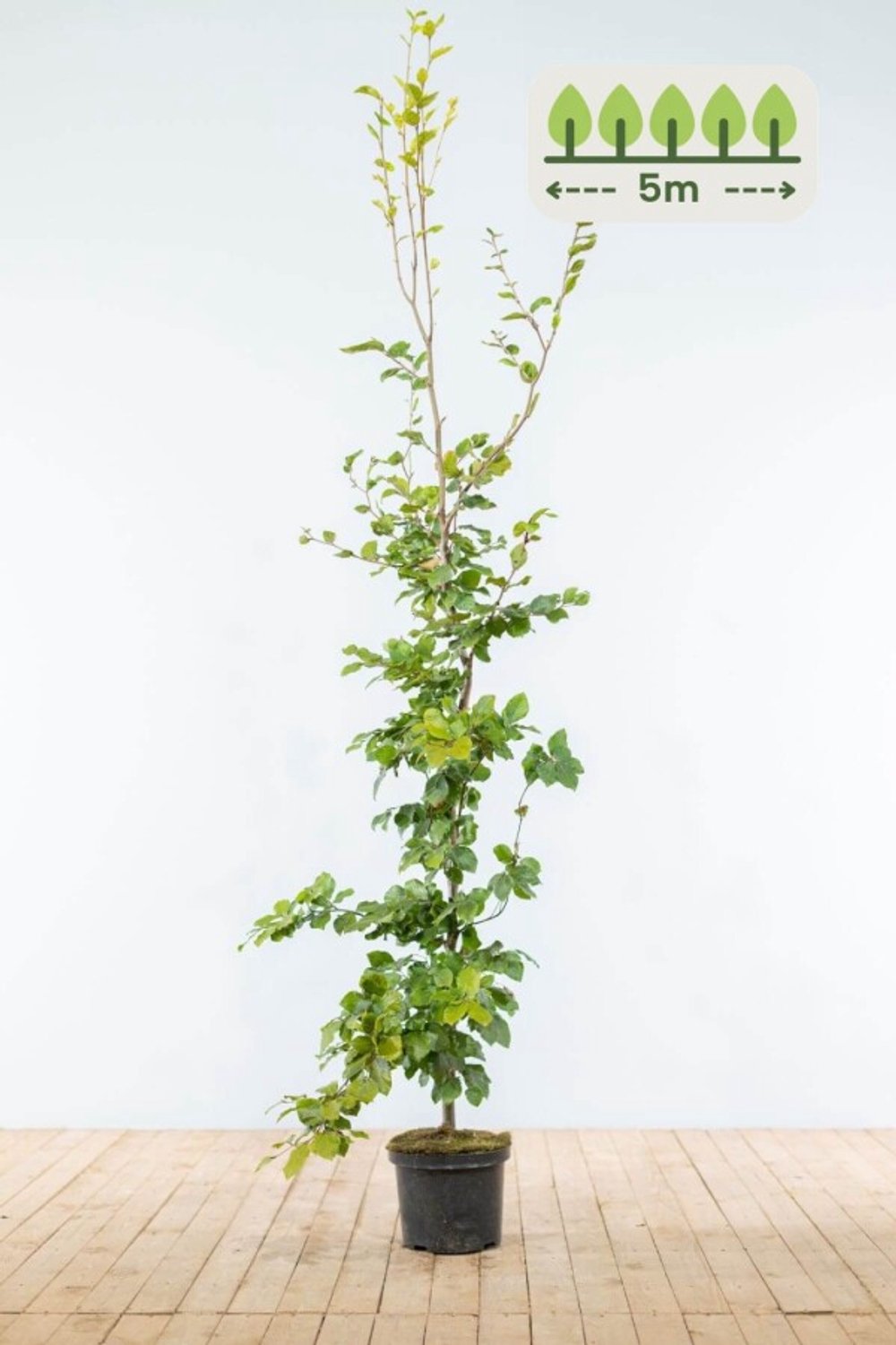 Groene Beuk 175-200 cm voor 5 meter - 15st. Fagus sylvatica
