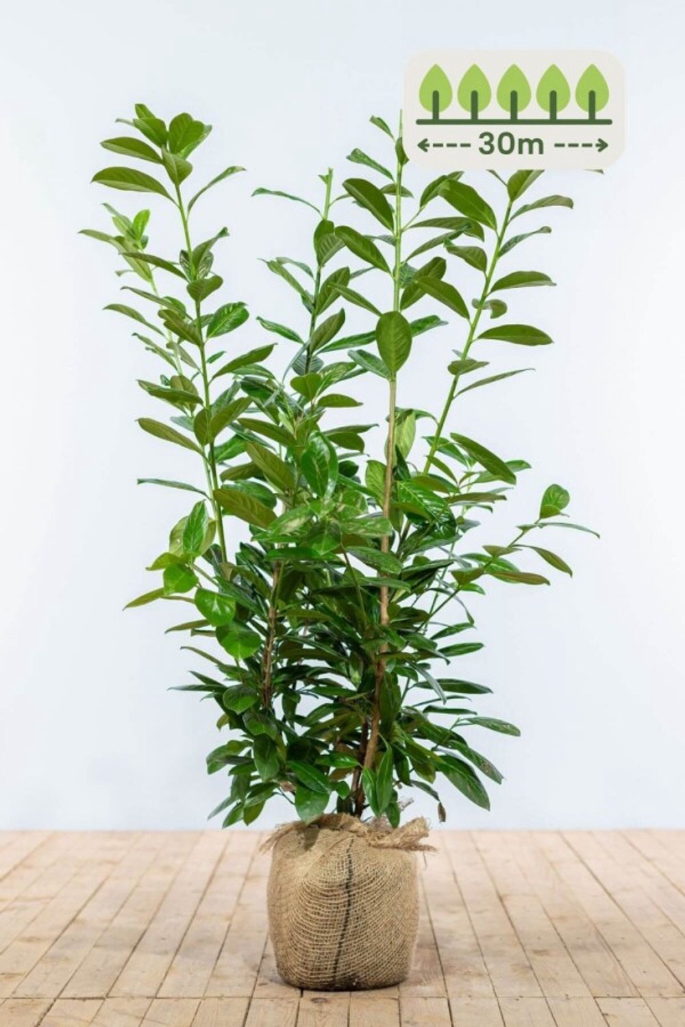 Laurier 'Novita' 80-100 cm voor 30 meter - 75st. Prunus laurocerasus 'Novita'