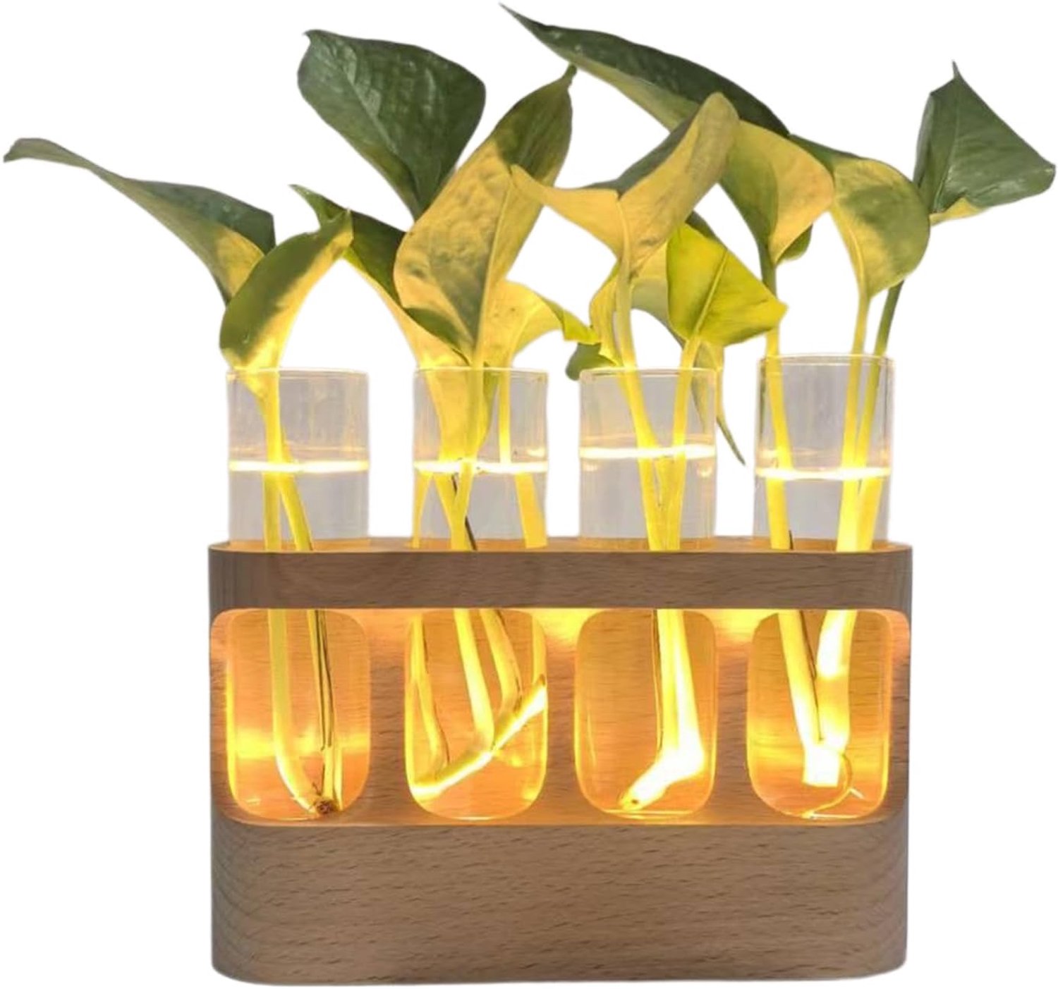 Planten Stekstation Decoratief Hydroponisch Terrarium Met LED Verlichting