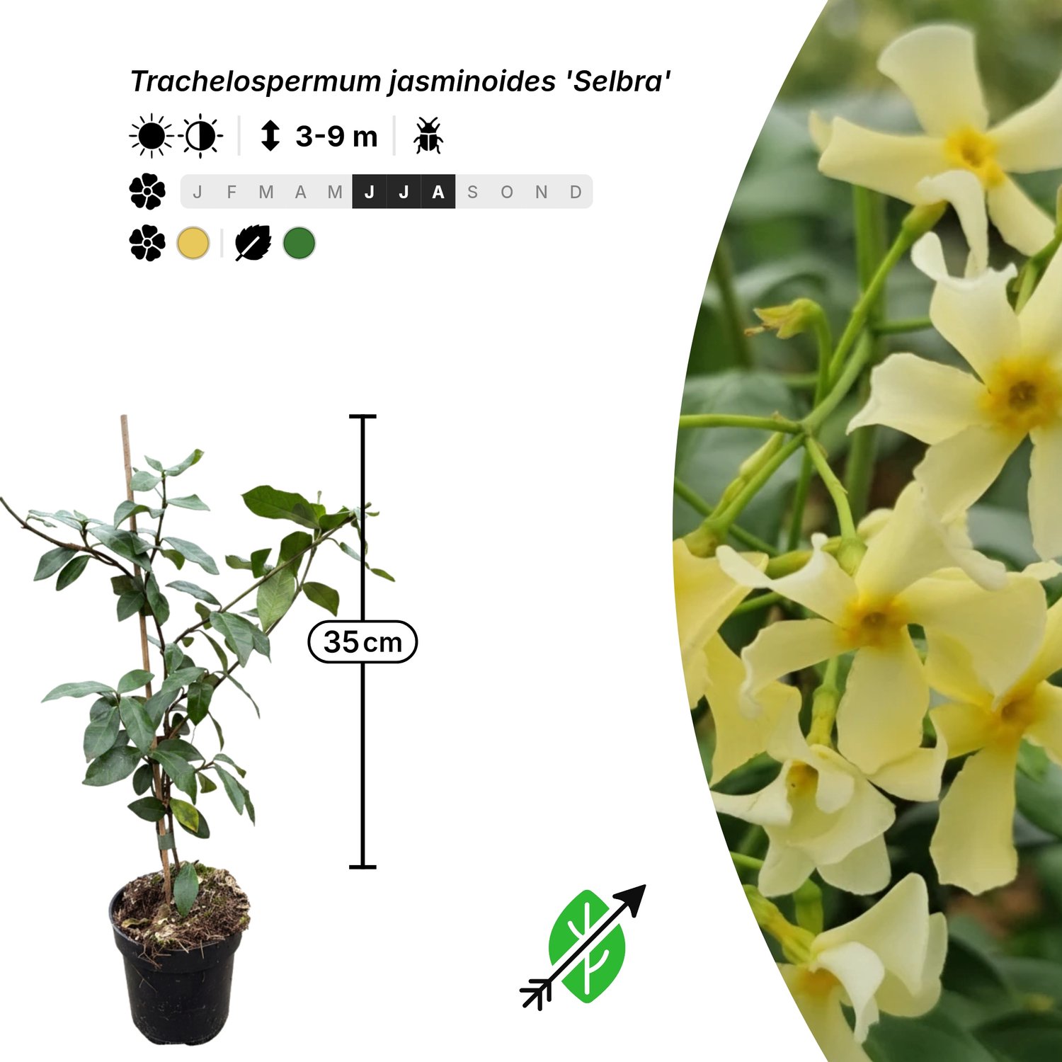Singleplants - 24x Trachelospermum jasminoides 'Selbra' - Pot P9,5 - klimplant - winterhard tot -10°C