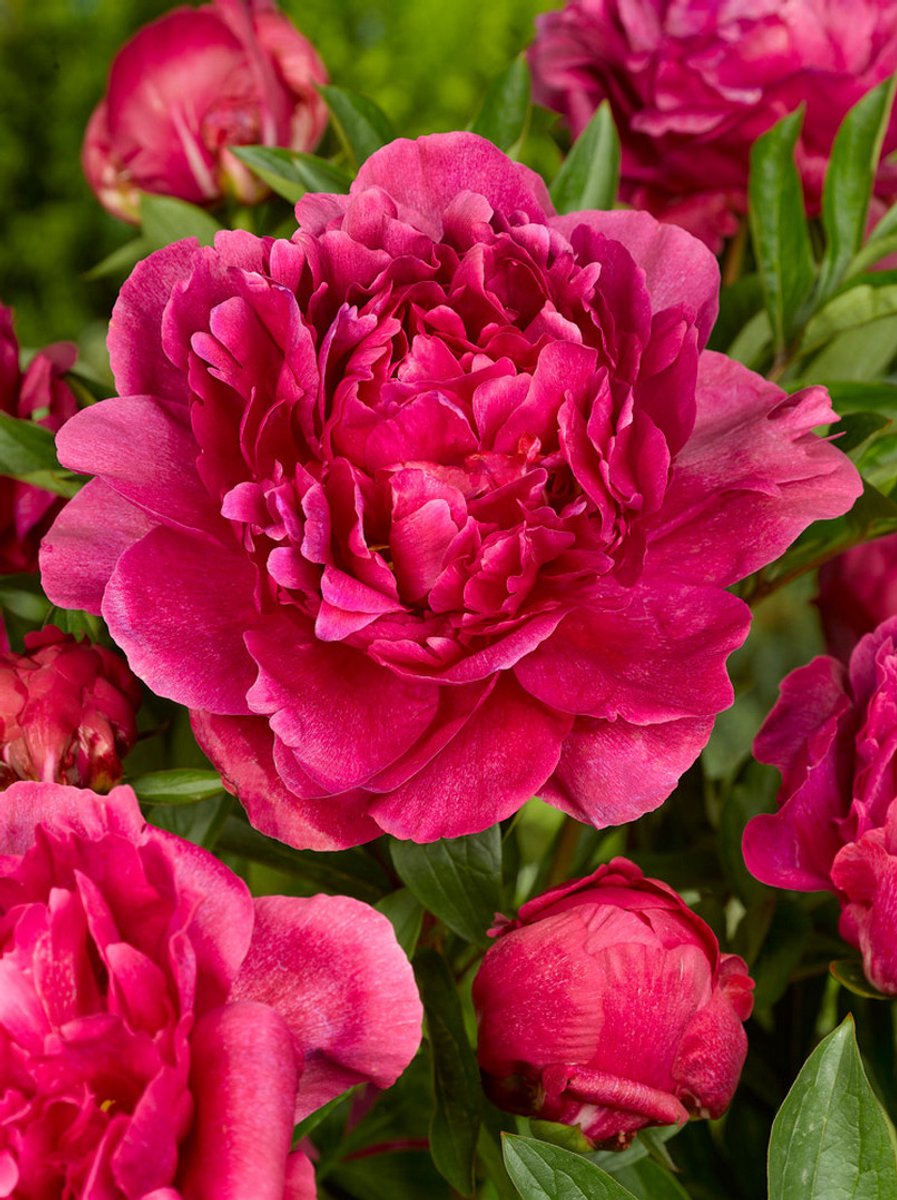 2x Pioenroos 'Paeonia kansas' - BULBi® Bloembollen met bloeigarantie