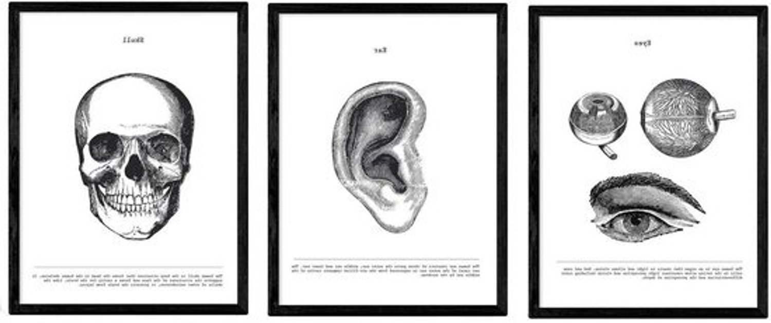 Anatomie Posters Set - Lichaamsdelen Prints - Studie Hulp - Vintage Zwart-Wit - A3 Formaat - Zwart Wit