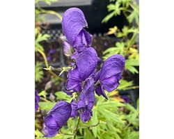 6x Monnikskap - Aconitum napellus | 9x9 cm pot