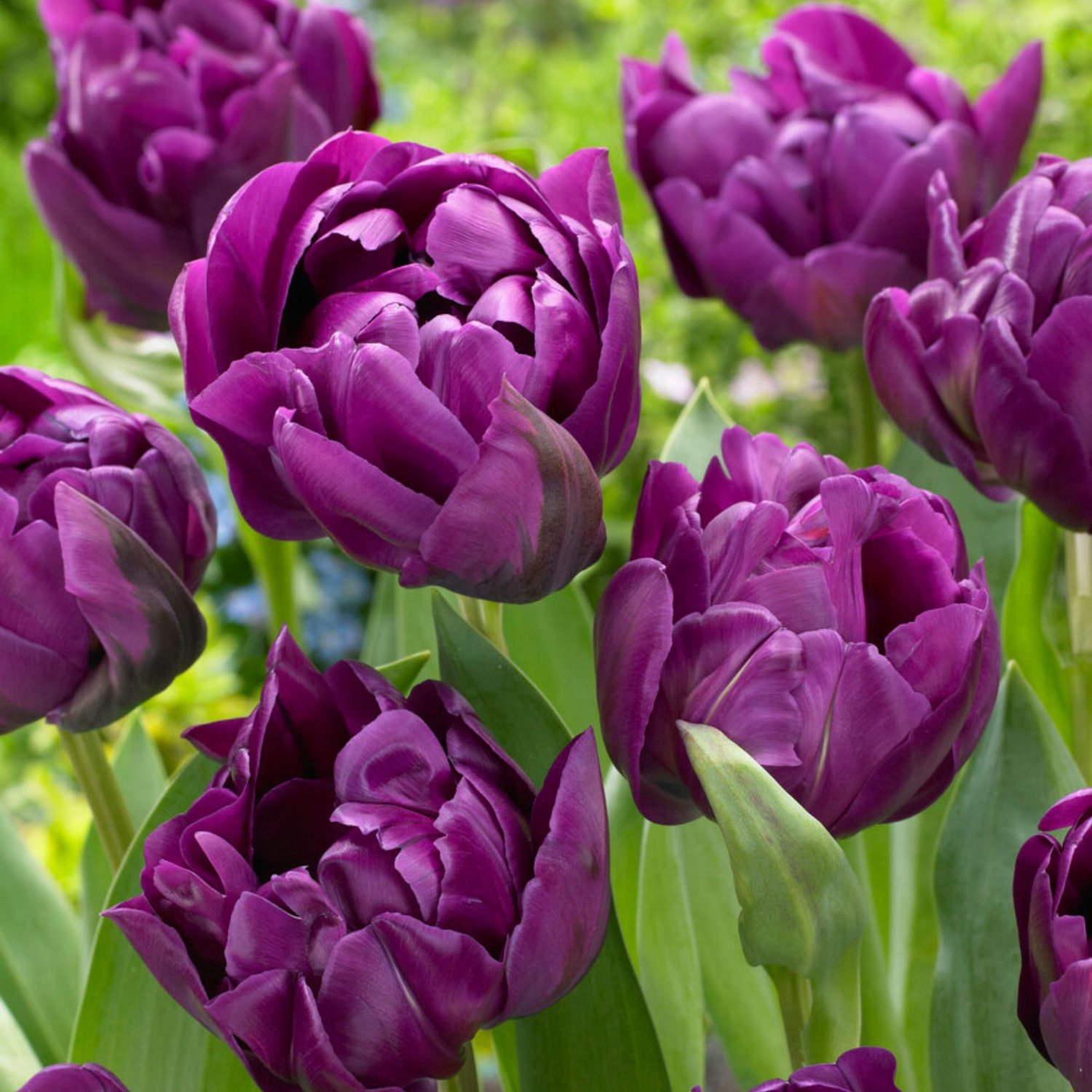 Tulp (Tulipa) - Negrita Dubbel - double - Snijbloemen - Voorjaarsbollen - bloeit in April / Mei
