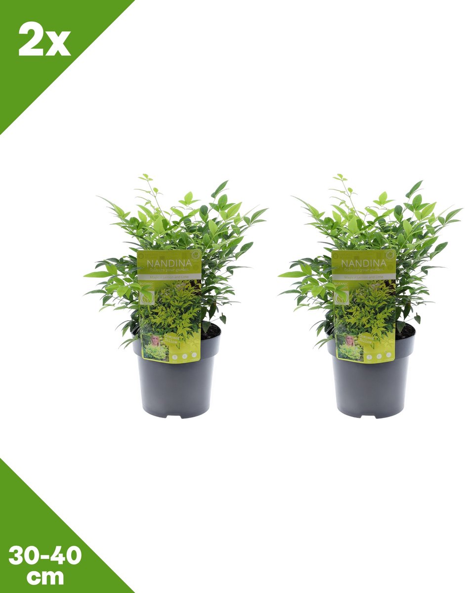 GARDENZO - Nandina domestica 'Magical Lemon and Lime' (Hemelse bamboe) x 2, P15, 30-40 cm - Winterhard