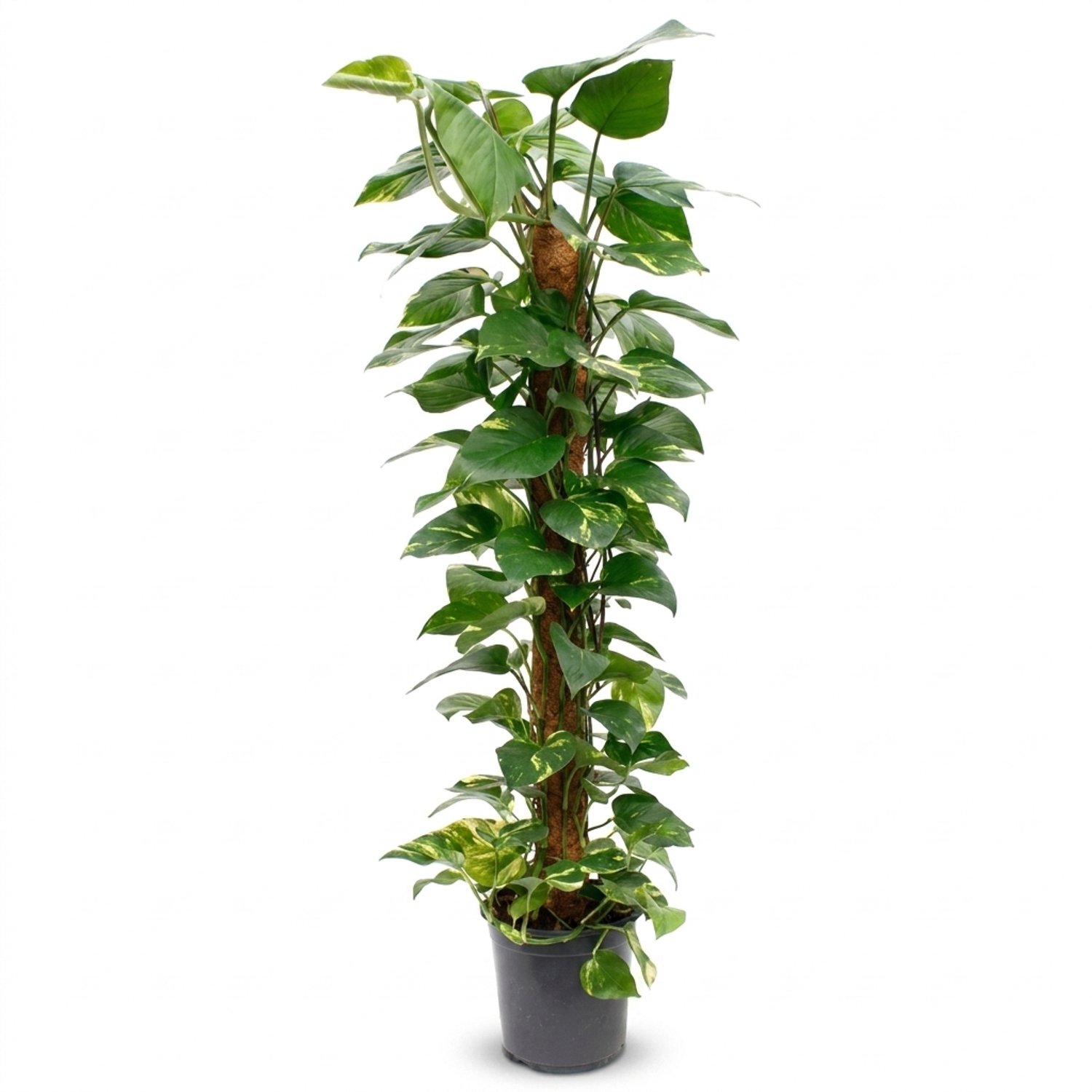 Bloomique - Epipremnum Aureum - Goudrank - Klimplant - Kamerplanten - Op Mosstok - Luchtzuiverend - Gemakkelijk in onderhoud - Hoogte 110-120 cm - Pot 24 cm