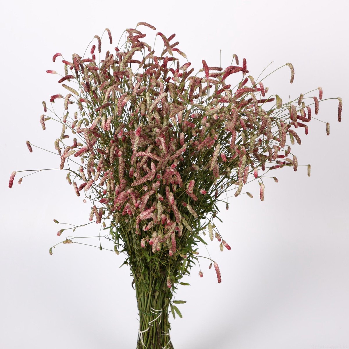 50x Sanguisorba pink tanna 70cm