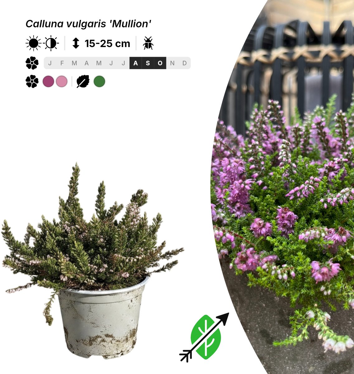 Singleplants - 10x Calluna vulgaris 'Mullion' - Pot P10,5 - bodembedekker - in bloeiperiode