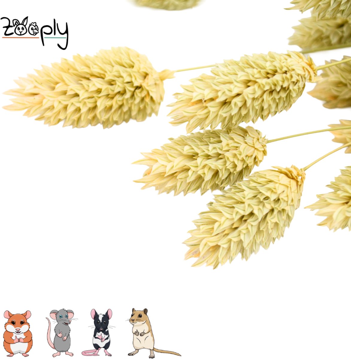 Zooply Kanariegras - 100 gram - in koker