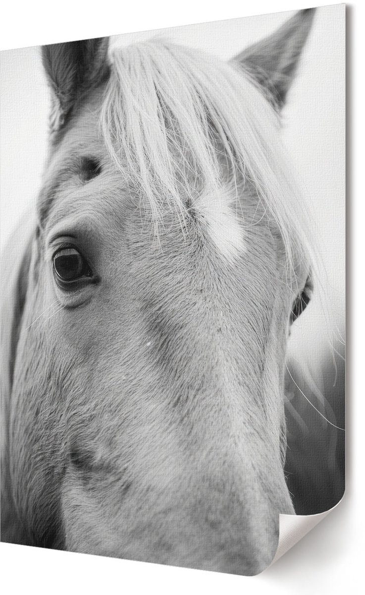 Coloray Polycanvas Wandposter - Paardenportret, Fotografie - 594 x 840 - Zwart-wit Kunst - Rechthoek - Wandkunstwerk - Slaapkamer - Klassiek
