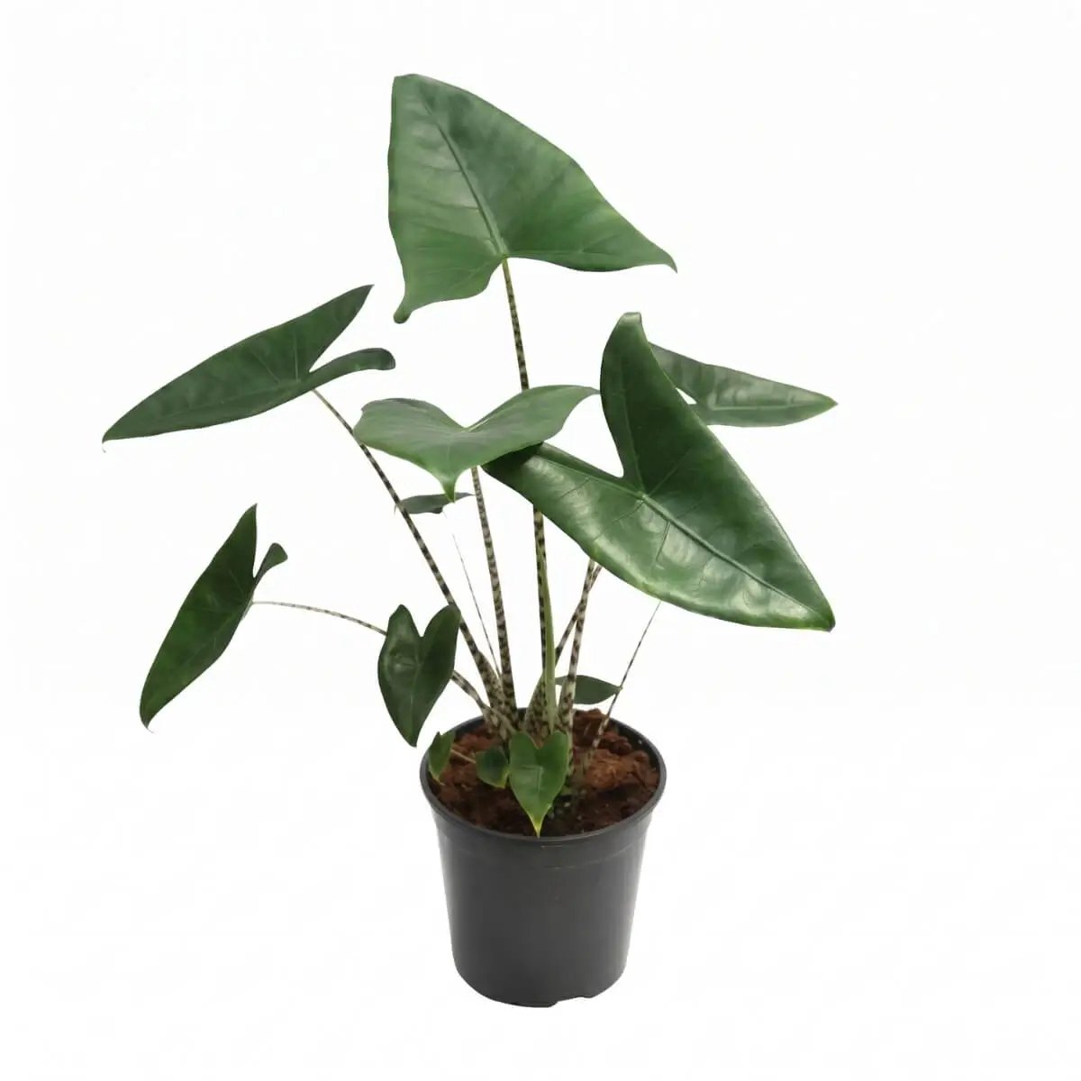 Alocasia Zebrina (Zebraplant) - Ø21cm - 80cm