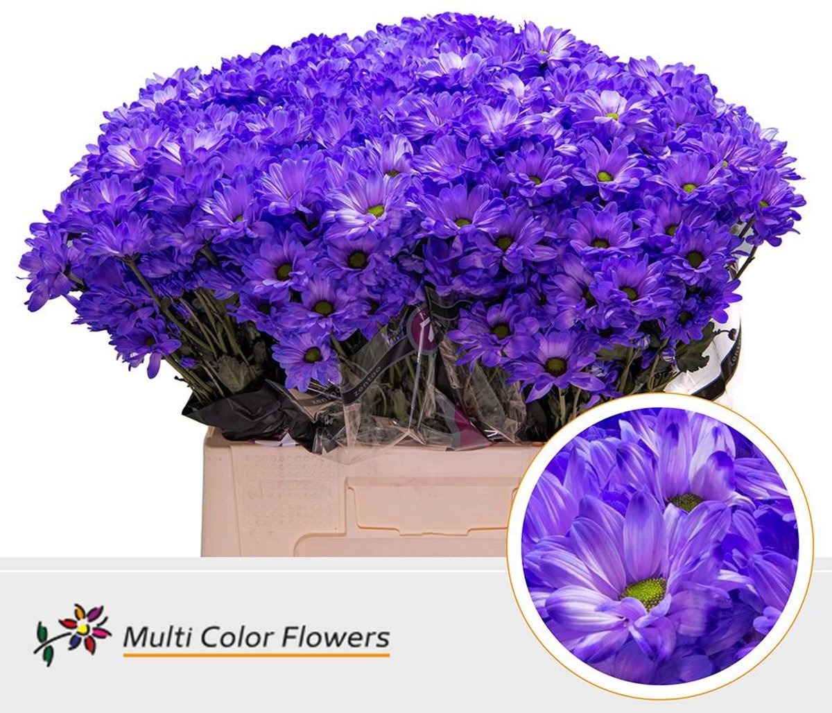 10x Chrysant overig 60cm